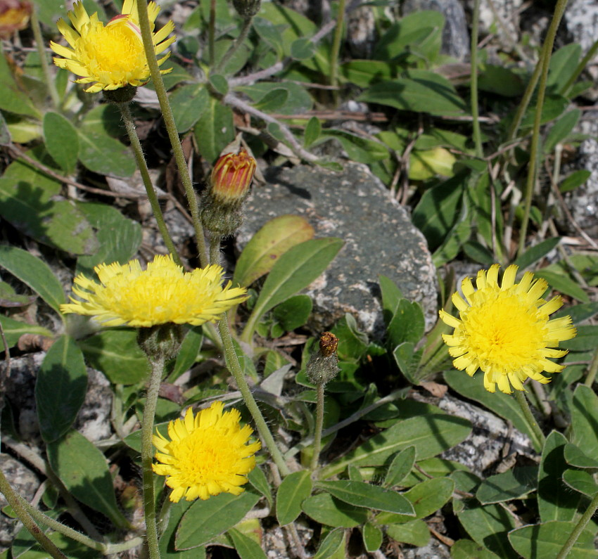 Image of genus Pilosella specimen.