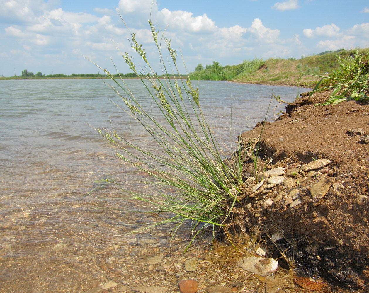 Image of Juncus gerardi specimen.