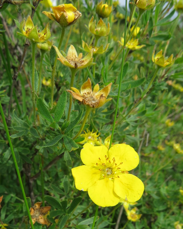 Image of Dasiphora fruticosa specimen.