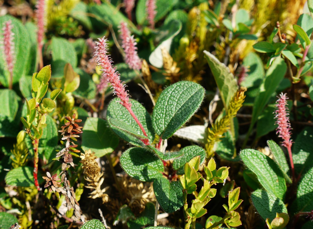 Image of Salix reticulata specimen.