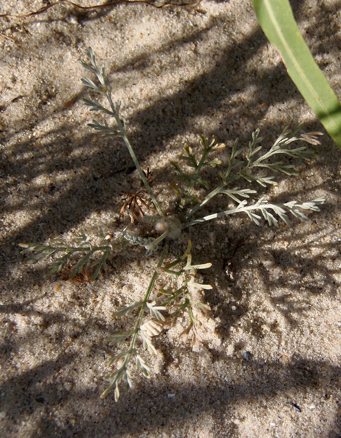 Изображение особи Artemisia santonicum.