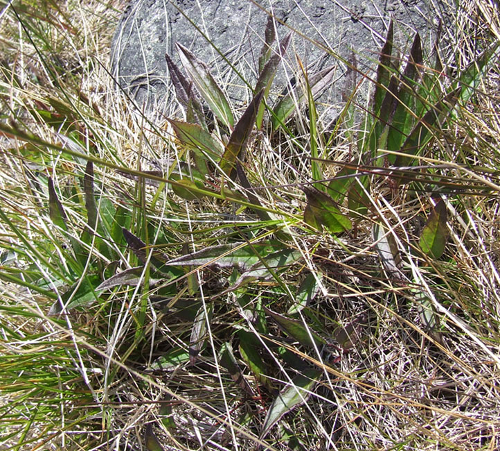 Image of Saussurea alpina specimen.