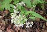 Aster glehnii