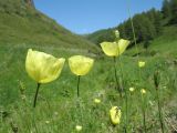 Papaver nudicaule