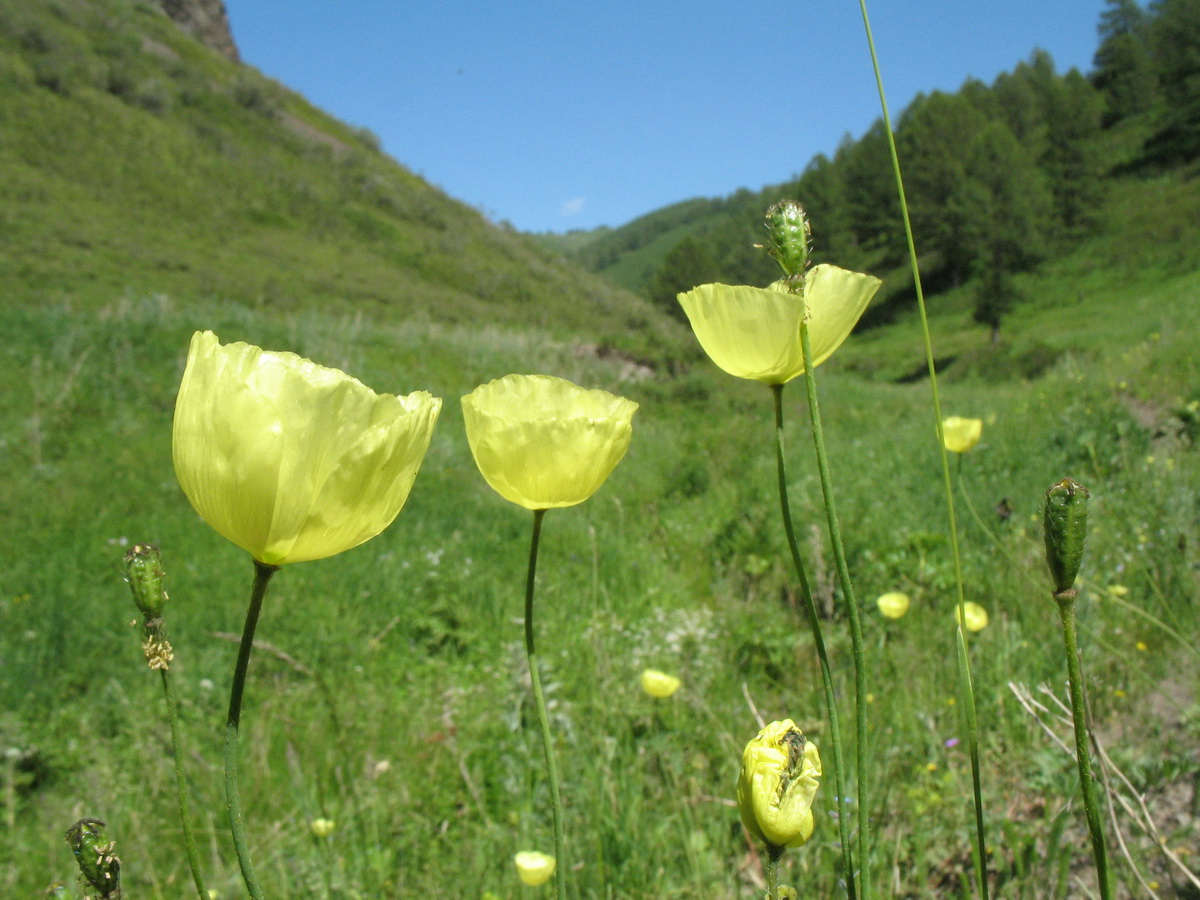 Изображение особи Papaver nudicaule.