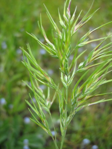 Изображение особи Poa bulbosa ssp. vivipara.