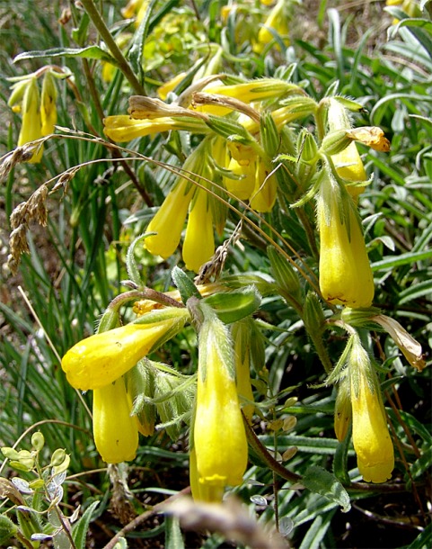 Image of Onosma caucasica ssp. oligotricha specimen.