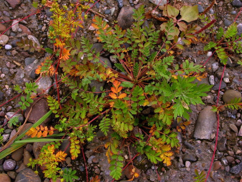 Image of Potentilla supina ssp. paradoxa specimen.