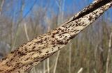 Phragmites australis