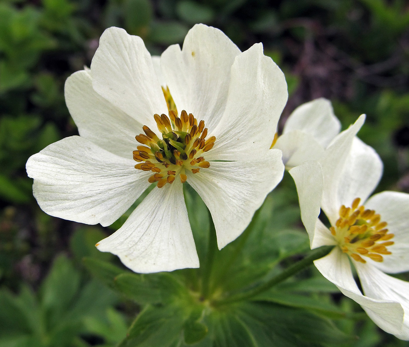 Image of Anemonastrum villosissimum specimen.