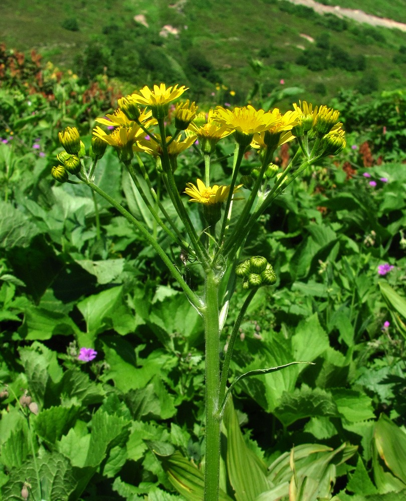 Изображение особи Tephroseris cladobotrys.