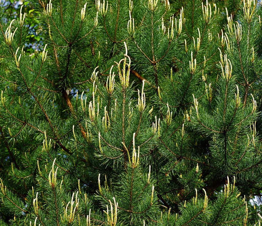 Image of Pinus sylvestris specimen.