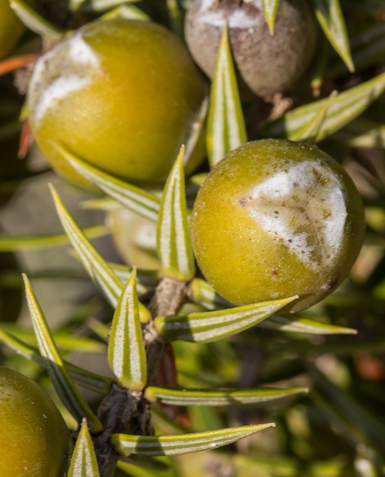 Image of Juniperus oxycedrus ssp. macrocarpa specimen.