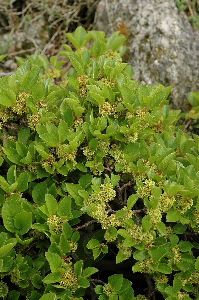 Image of Rhamnus pumila specimen.