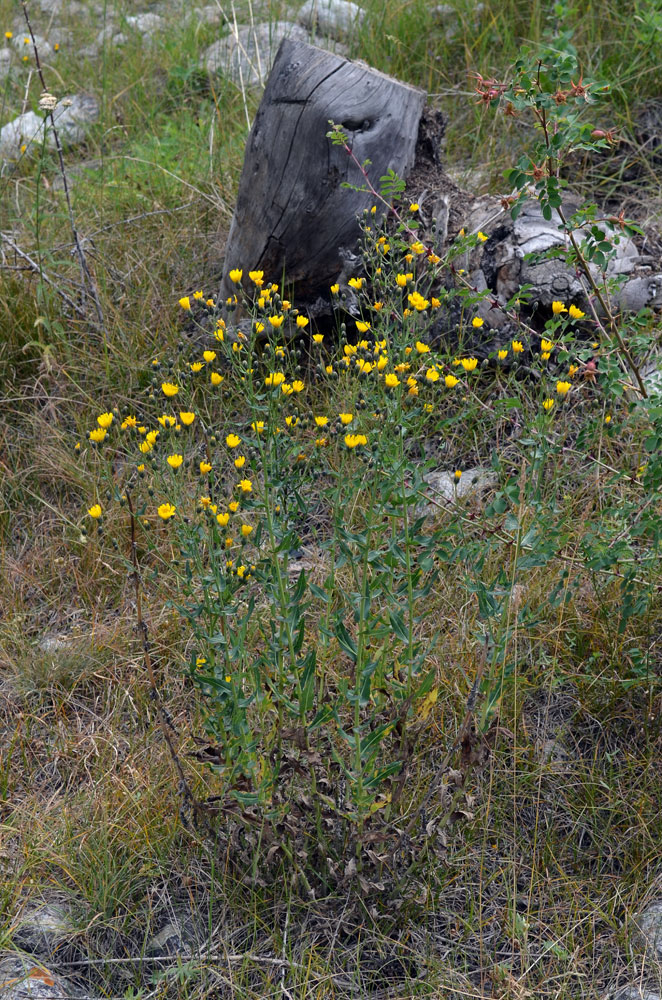 Image of genus Hieracium specimen.