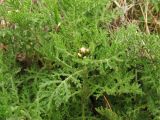 Argyranthemum adauctum subspecies canariense. Верхушка побега с распускающимися соцветиями. Испания, Канарские о-ва, Гран Канария, окр. населённого пункта Tejeda, редколесье из канарской сосны. 27 февраля 2010 г.