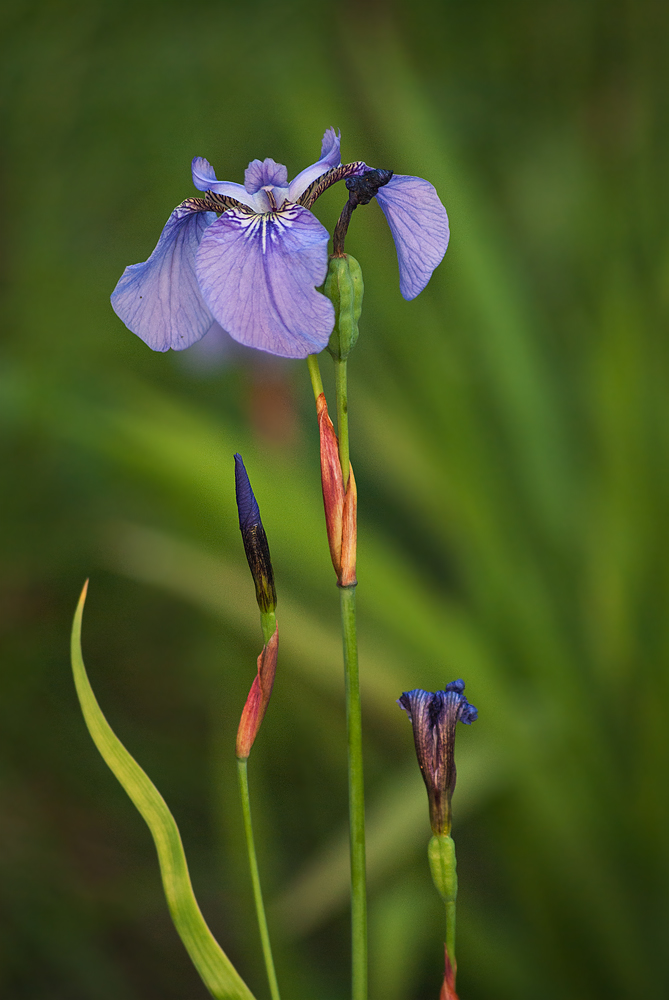 Изображение особи Iris setosa.