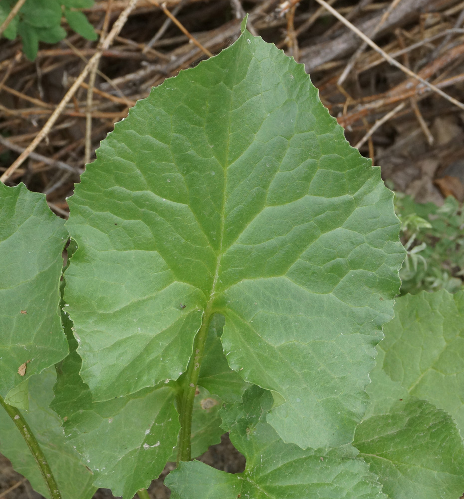 Image of Ligularia songarica specimen.
