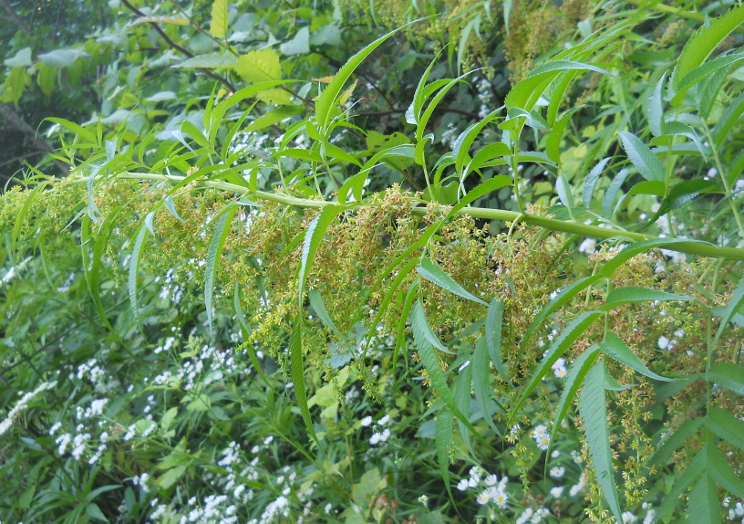 Image of Datisca cannabina specimen.