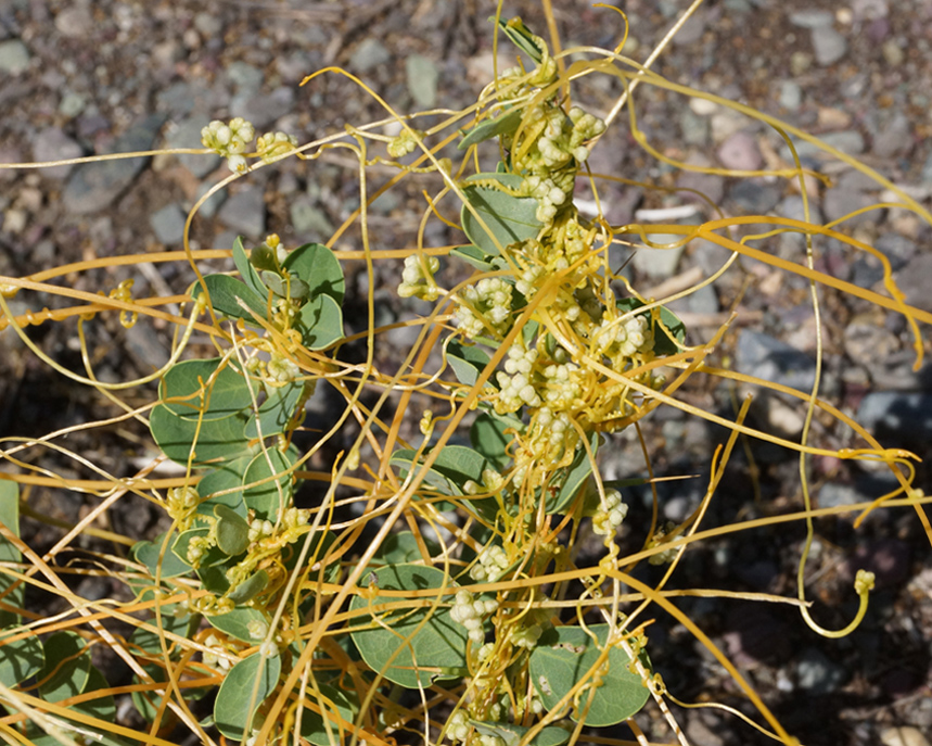 Image of Cuscuta campestris specimen.