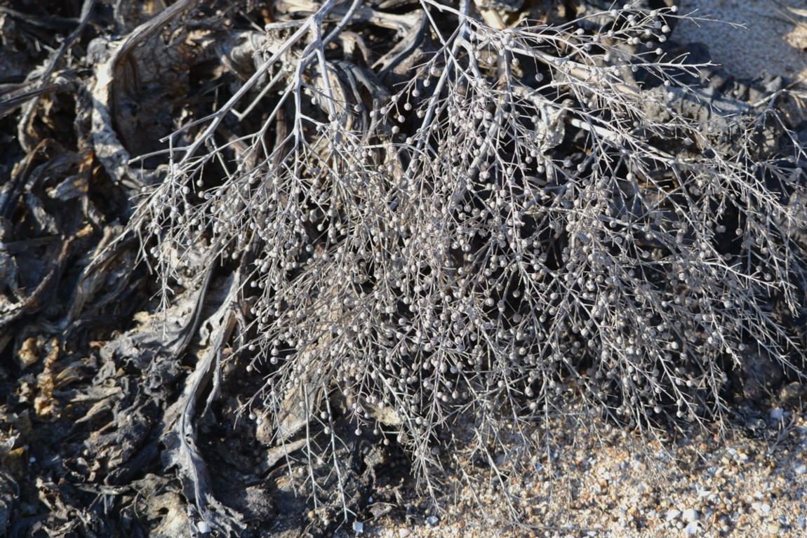 Изображение особи Crambe maritima.