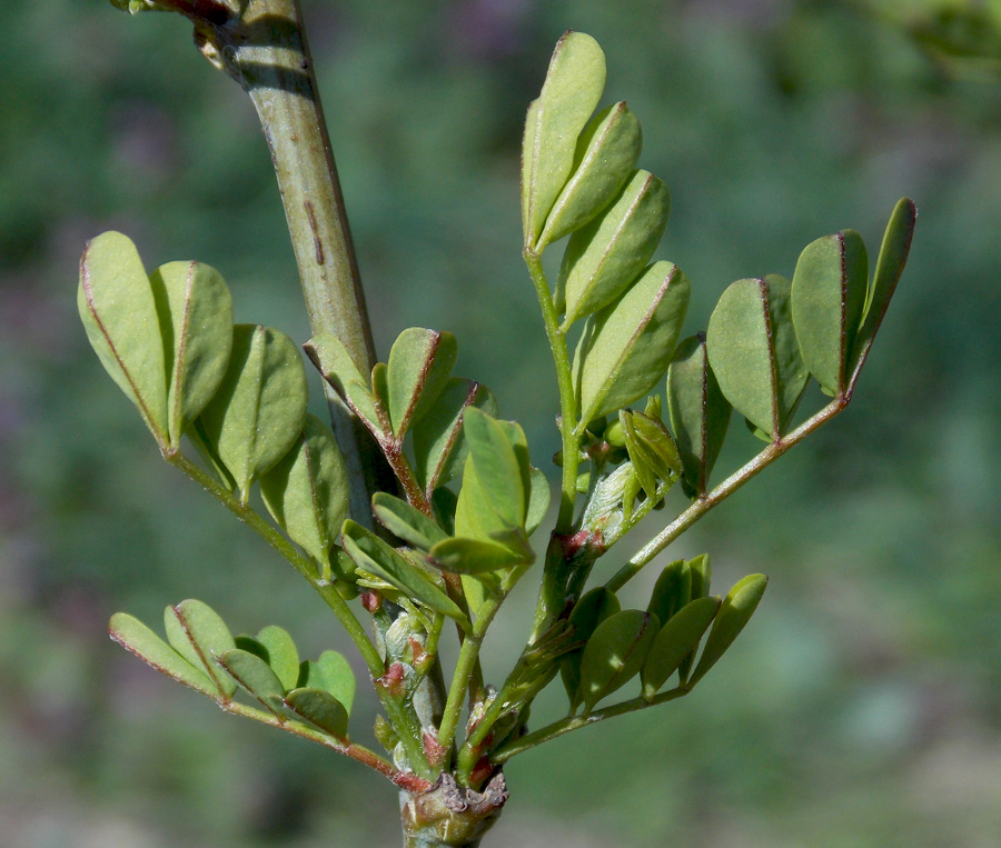 Image of Hippocrepis emeroides specimen.