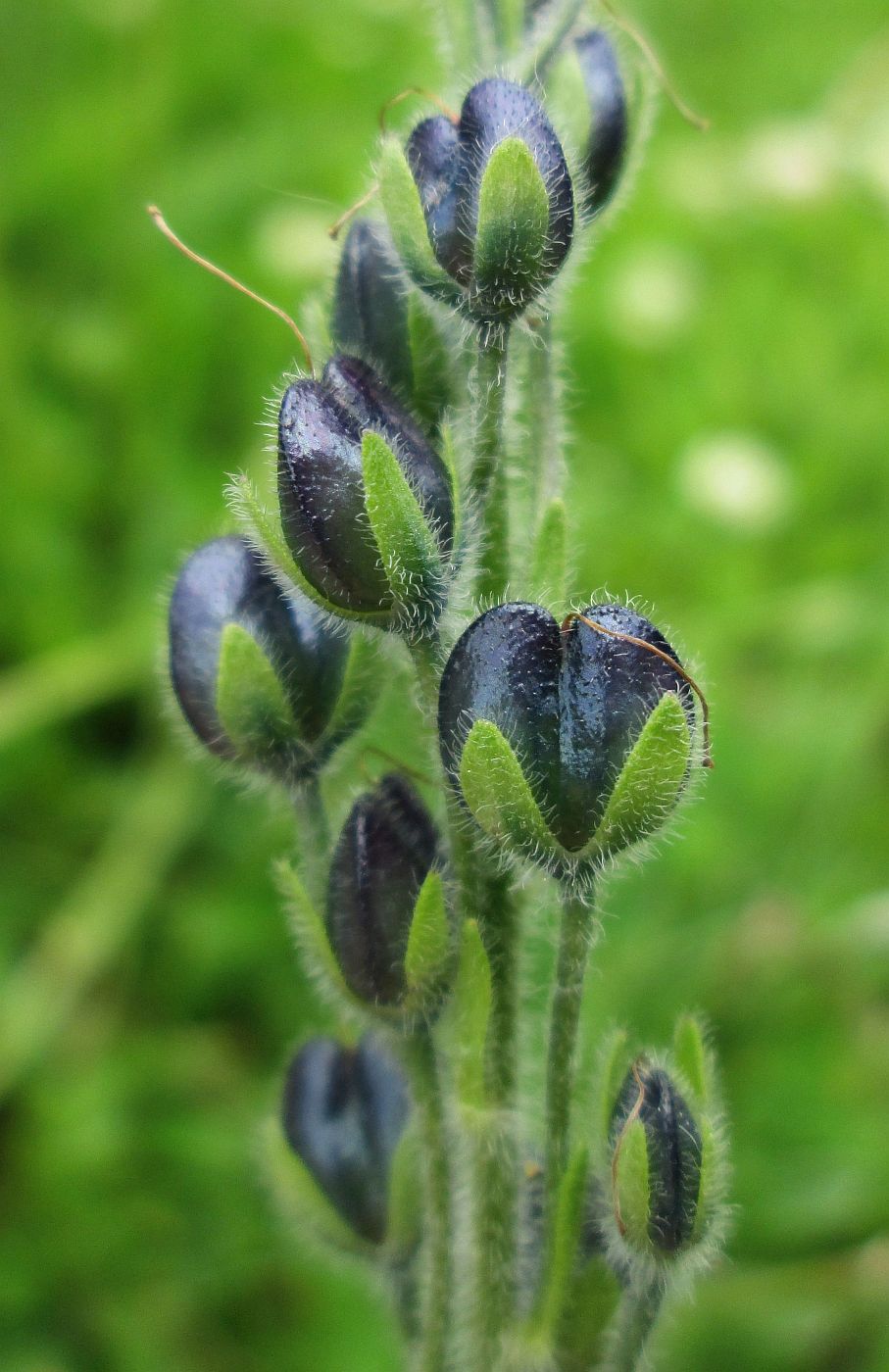 Image of Veronica gentianoides specimen.