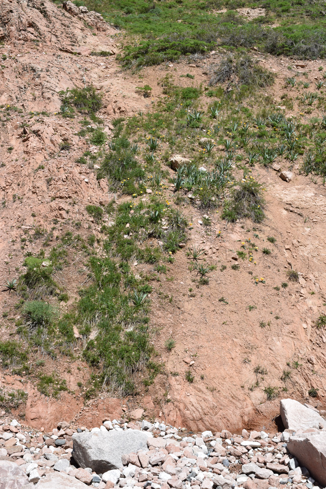 Image of Tulipa dubia specimen.