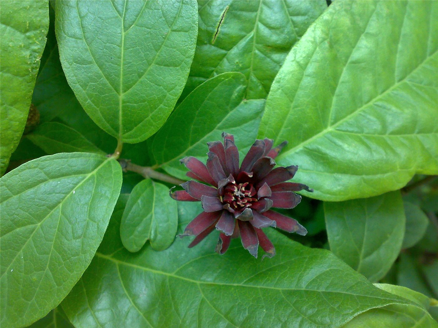 Изображение особи Calycanthus floridus.