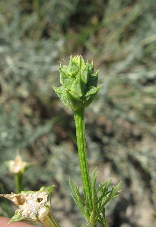 Image of Adonis aestivalis specimen.