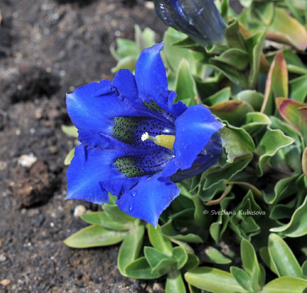 Image of Gentiana dinarica specimen.