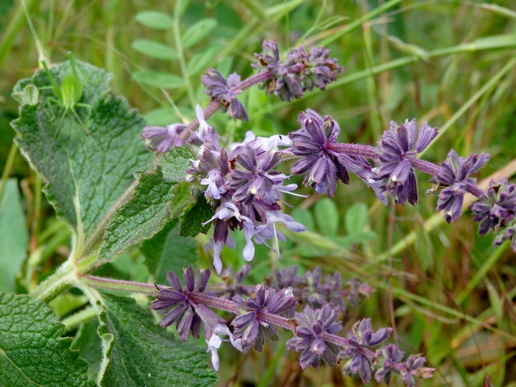 Изображение особи Salvia verticillata.