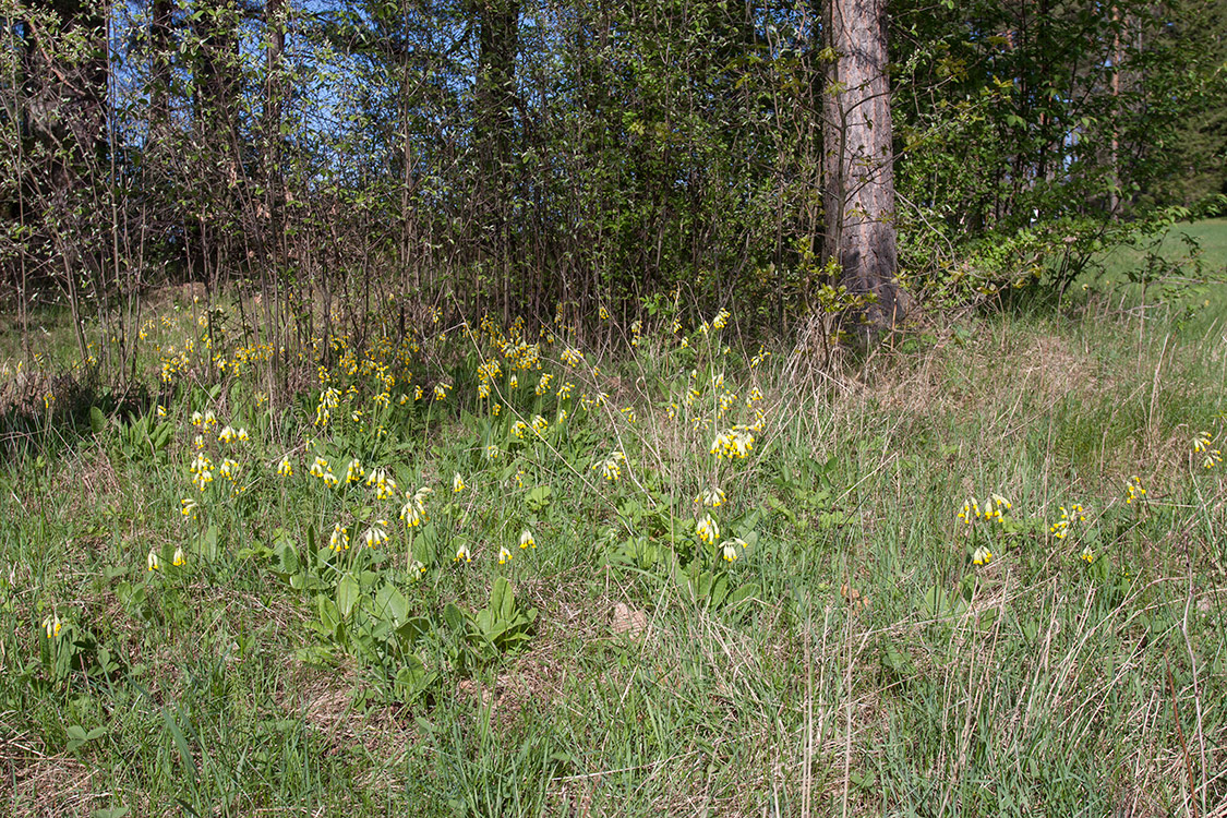 Image of Primula veris specimen.