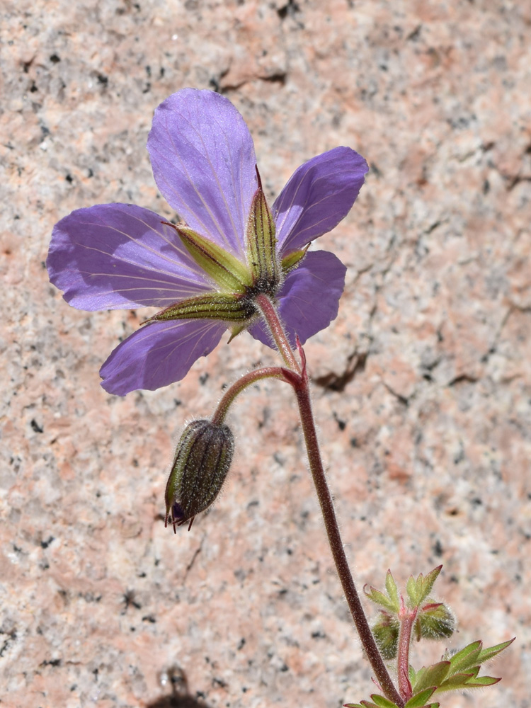 Изображение особи Geranium ferganense.