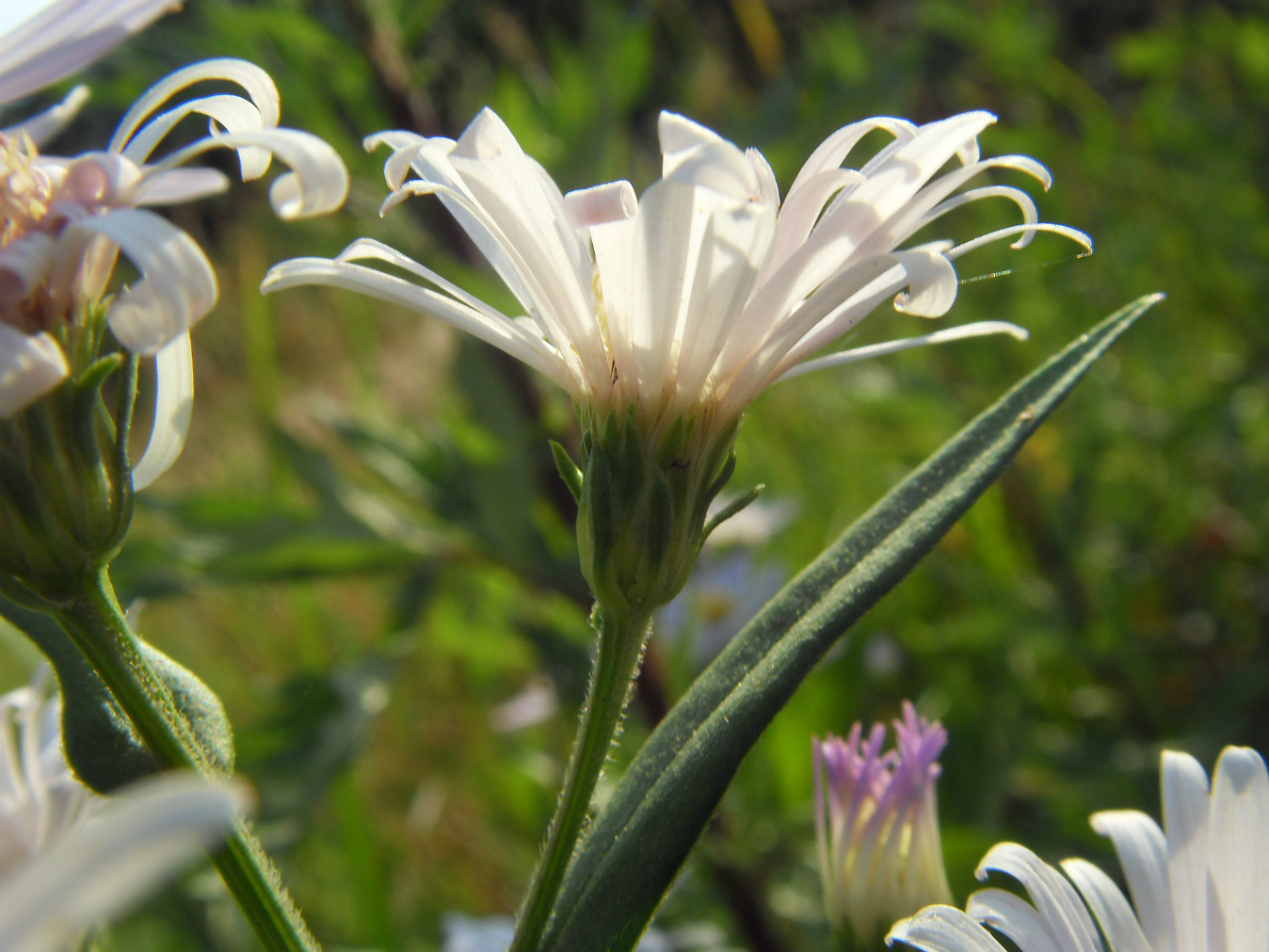 Image of Symphyotrichum &times; salignum specimen.