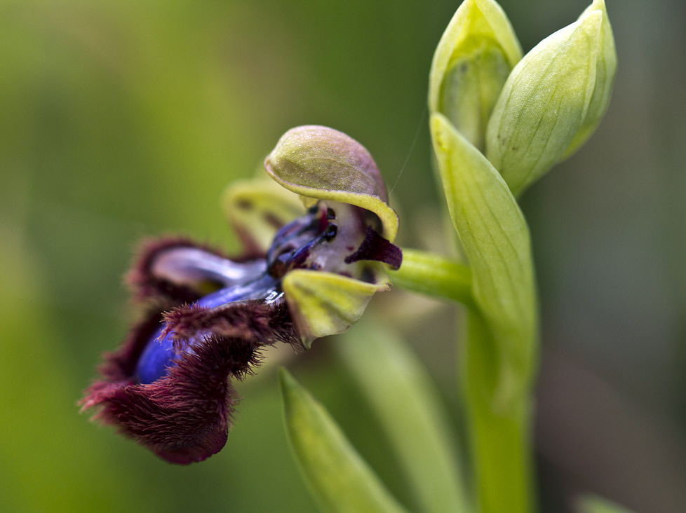 Image of Ophrys speculum specimen.