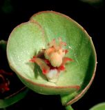Euphorbia sareptana