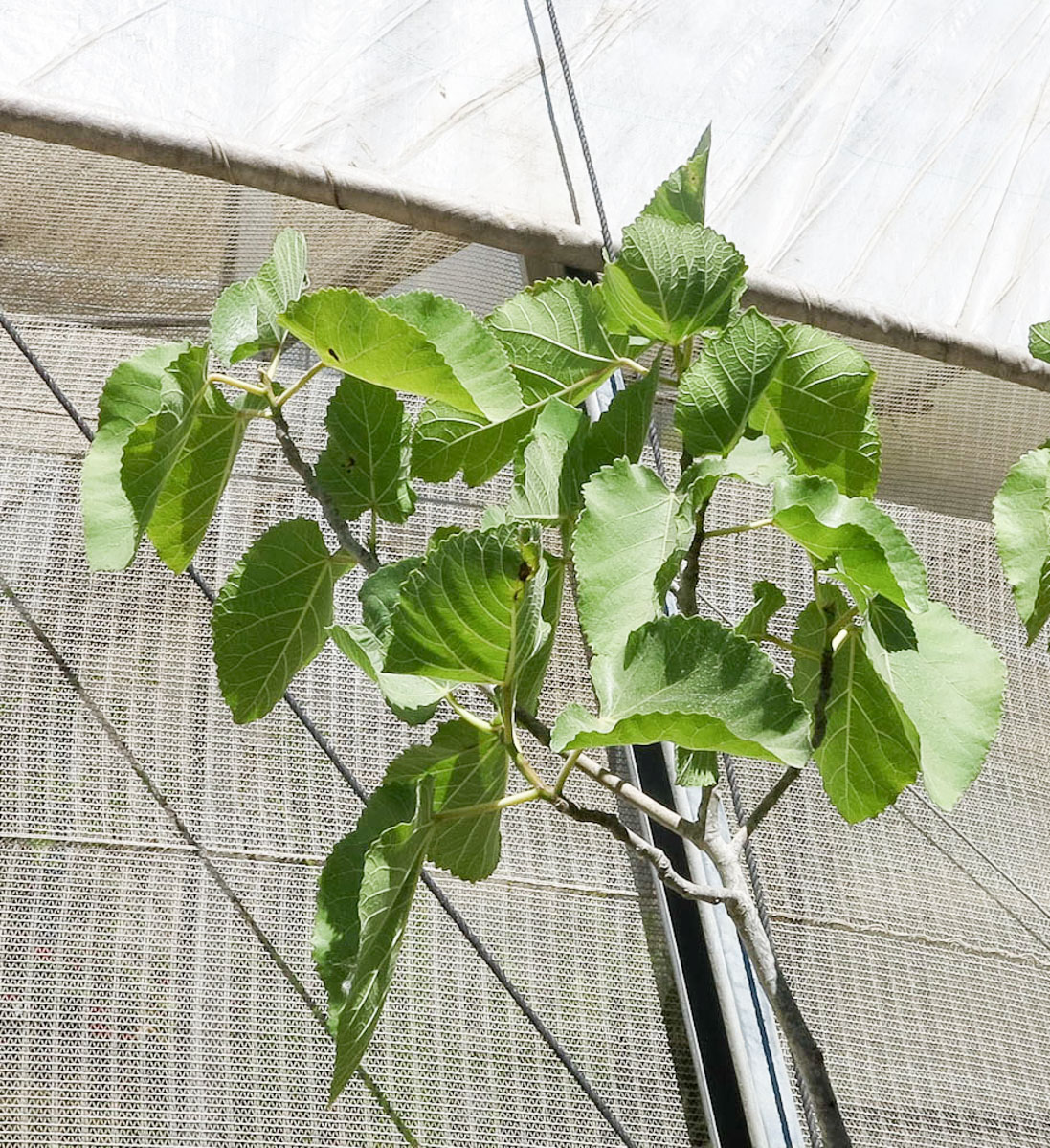 Image of Ficus palmata specimen.