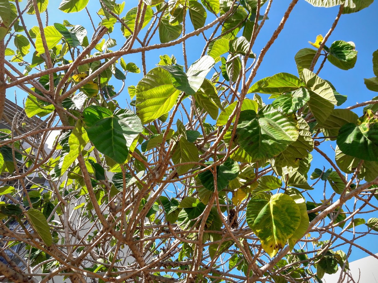 Изображение особи Ficus auriculata.