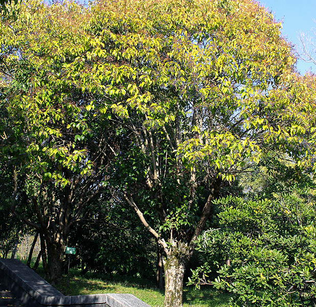 Image of Ligustrum lucidum specimen.