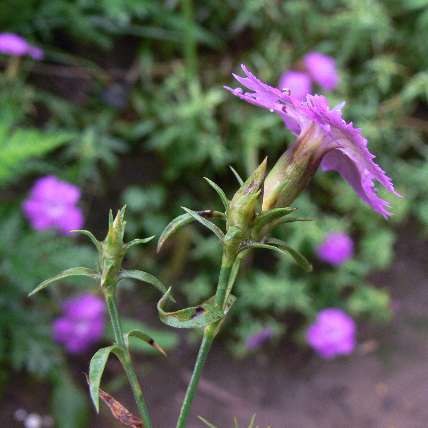 Image of Dianthus chinensis specimen.