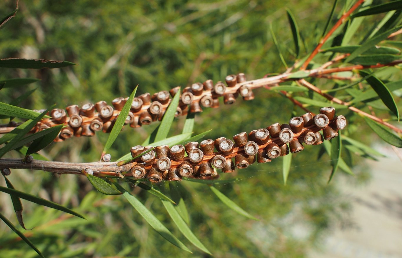 Image of genus Callistemon specimen.