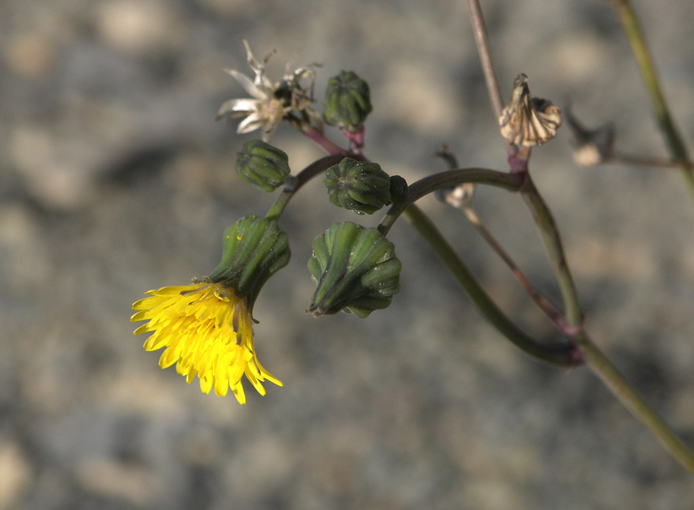 Image of Sonchus oleraceus specimen.