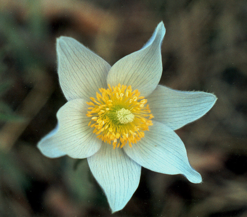 Изображение особи Pulsatilla patens.