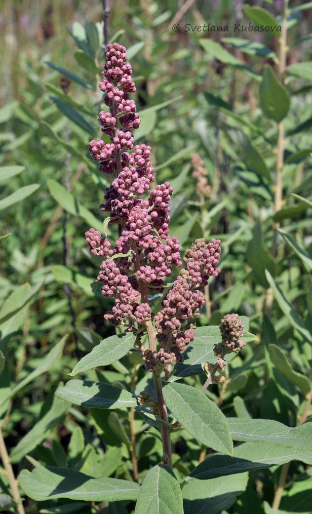 Image of Spiraea douglasii specimen.