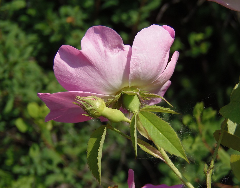 Image of genus Rosa specimen.