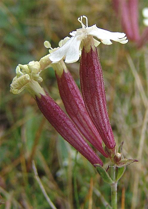 Image of Silene caucasica specimen.