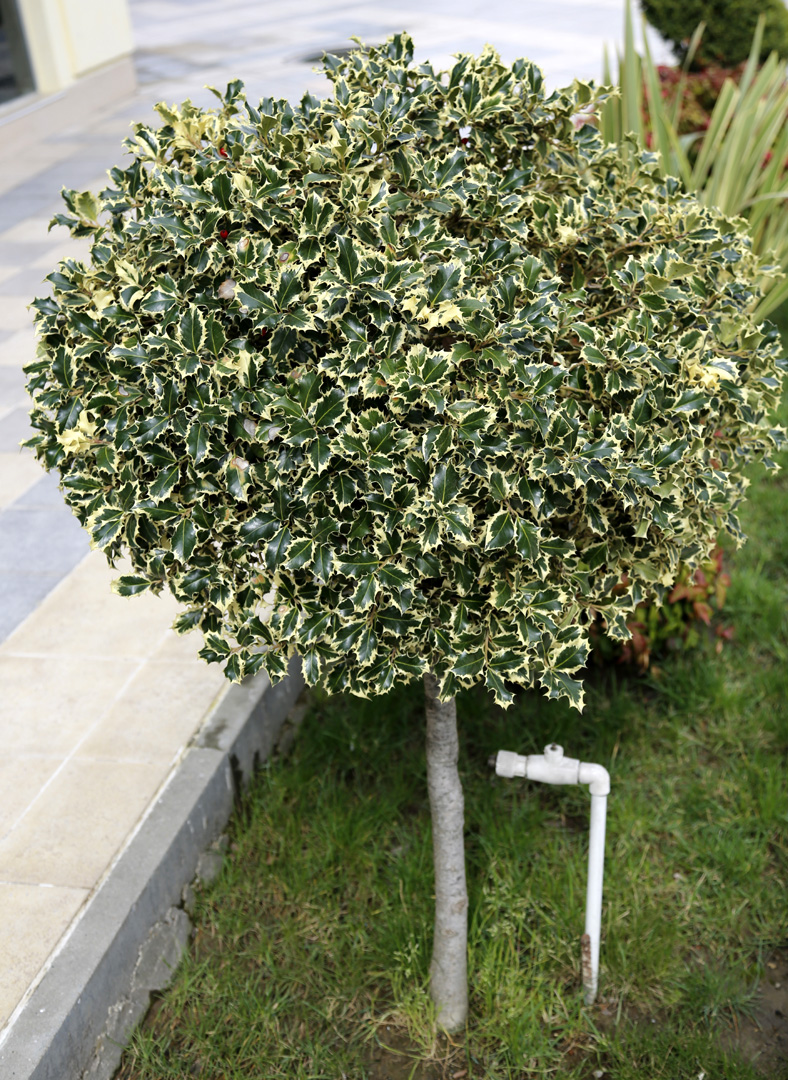 Image of Ilex aquifolium specimen.