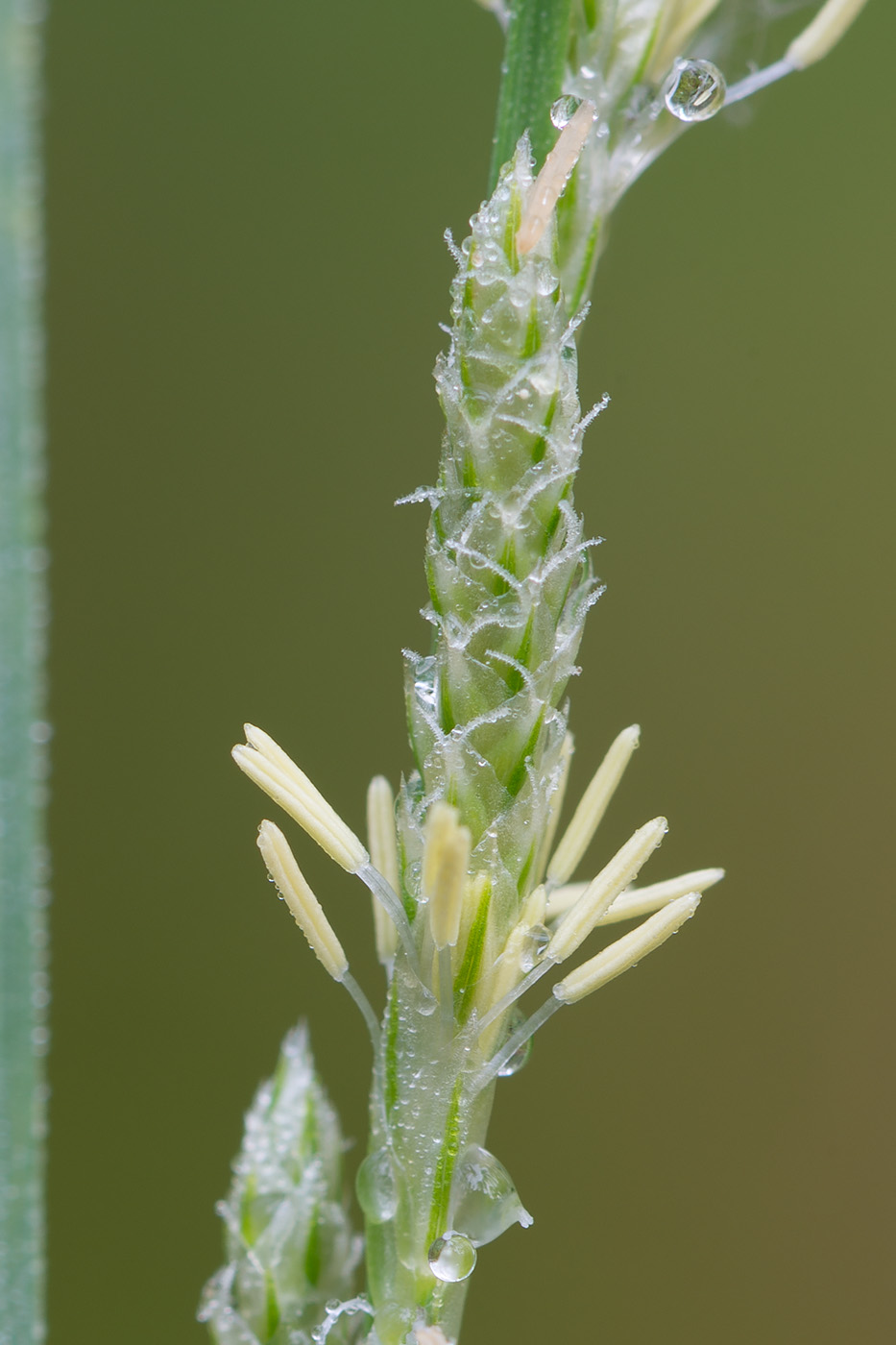 Изображение особи Carex canescens.