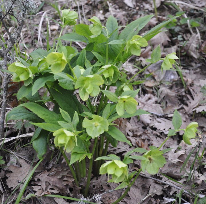 Изображение особи Helleborus cyclophyllus.